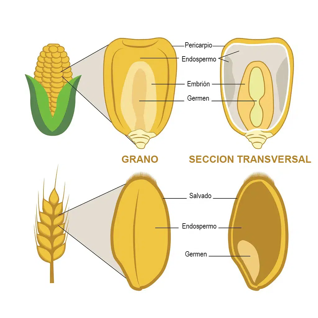 Componentes de un grano de trigo y maíz